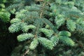 Branches of spruce tree Royalty Free Stock Photo