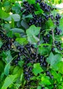 Branches strewn with black currant berries in the garden