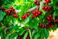 Branches of sweet cherry tree with ripe berries Royalty Free Stock Photo