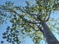 Branches of a tall deciduous tree against a clear blue sky Royalty Free Stock Photo
