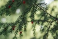 Branches of Taxus Baccata or Yew tree with red fruits. Natural background. Selective focus Royalty Free Stock Photo