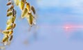 Branches with tender fluffy willow buds against the background of the sea at dawn. Royalty Free Stock Photo