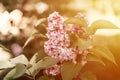 branches of terry lilac blossomed in full bloom of purple spring flowers petals among the leaves of shrub in a flower garden in na