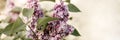 Branches of terry lilac in full bloom of purple spring flowers petals and leaves of shrub in a flower garden. tinted in natural mu