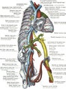 Branches of the thoracic aorta anatomy