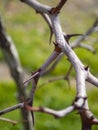 Branches with thorns Simmondsia chinensis - jojoba - immature pilaf on a tree on a Sunny day