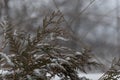 The branches of the thuja shrub are sprinkled with white snow.