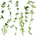 Branches of thyme