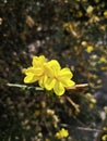 branches of tiny yellow winter jasmine flowers.