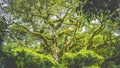 Branches of a top huge ancient Banyan tree covered by moos in Bali Jungle