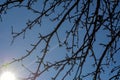 Branches of a tree against the background of the read sky and sun Royalty Free Stock Photo