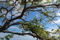 Branches of a tree against blue sky.