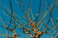 Branches Of A Tree Against A Blue Sky Royalty Free Stock Photo