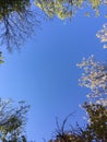 Branches of a tree against the clear blue sky Royalty Free Stock Photo