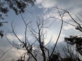 Branches of a Tree Against Cloudy Sky Royalty Free Stock Photo