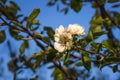 The branches of a tree blooming with beautiful white flowers Royalty Free Stock Photo