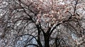 Branches of a Tree in Blossom - Spring Season Blooming
