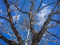 branches of a tree and blue sky Royalty Free Stock Photo
