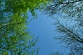 Branches of tree with blue sky and clouds