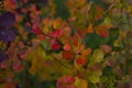 Tree bright red yellow autumn leaves and berries close-up in cloudy weather Royalty Free Stock Photo