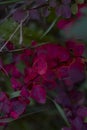 tree bright red yellow autumn leaves and berries close-up in cloudy weather Royalty Free Stock Photo