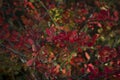 Tree bright red yellow autumn leaves and berries close-up in cloudy weather Royalty Free Stock Photo