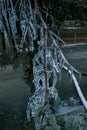 Branches of a tree covered with a crust of ice. Royalty Free Stock Photo