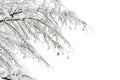 Branches of tree covered of hoarfrost and snow on background of winter forest in snow on light background Royalty Free Stock Photo