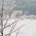 Branches of the tree are covered with ice. Winter season. Trees Royalty Free Stock Photo