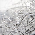 Branches of the tree are covered with ice. Winter season. Trees Royalty Free Stock Photo