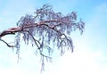 Branches of a tree covered with snow on a background of white blue sky. Royalty Free Stock Photo