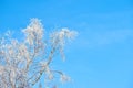 Branches of a tree covered in snow on a sunny day against a blue sky with copy space. Frozen twigs and leaves. Below Royalty Free Stock Photo