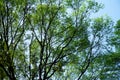 Lush green tree leaves with clear blue sky background Royalty Free Stock Photo