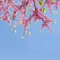 Branches of tree Eastern Redbud Cercis Canadensis in blossom with pink flowers. Royalty Free Stock Photo