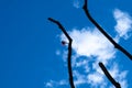 Branches of a tree with a flower against a blue sky with a cloud. Royalty Free Stock Photo