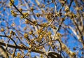 Foliage blooms on the branches of the tree Royalty Free Stock Photo