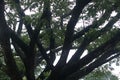 Branches of tree on a forest area beautiful stock photo