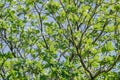 Branches of tree with fresh green foliage and blue sky. low angle view. Terminalia catappa. Royalty Free Stock Photo