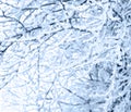 Branches tree with frozen ice crystals hoarfrost