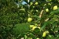 Branches of Granny Smith apple cultivar full of ripening fruits.