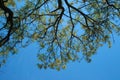 BRANCHES WITH FINE FOLIAGE AGAINST BLUE SKY Royalty Free Stock Photo