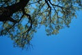 TREE WITH FINE FOLIAGE AGAINST BLUE SKY Royalty Free Stock Photo