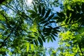 Branches of a tree with green leaves on a background of blue sky and bright sunlight Royalty Free Stock Photo