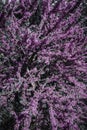 Branches of a tree with green leaves and thousands of pretty purple flowers