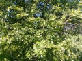 Branches of a tree with green young leaves blossoming spring Royalty Free Stock Photo