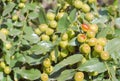 Branches of a tree with jojoba fruits. Juicy fruits of Chinese date on tree branches