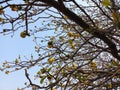 branches of a tree laden with loads of monkey fruits, which is believed to have medicinal values Royalty Free Stock Photo