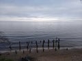 Branches tree Lake superior Canada water sand sky clouds beach Michigan lake north upper peninsula Royalty Free Stock Photo