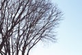 Branches of a tree in late winter