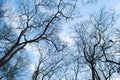 Branches of a tree without leaves in spring on blue sky Royalty Free Stock Photo